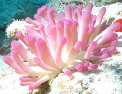 Sea Anemone - Cozumel by Dale Treadway 